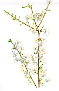 Esence 6: Cherry Plum (Slíva třešňová)