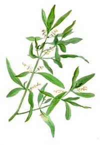 Esence 23: Olive (Oliva)