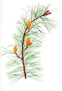 Esence 24: Pine (Skotská sosna)