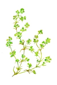 Esence 28: Scleranthus (Chmerek roční)
